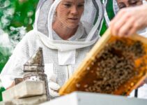 How Do I Start Beekeeping As A Beginner?