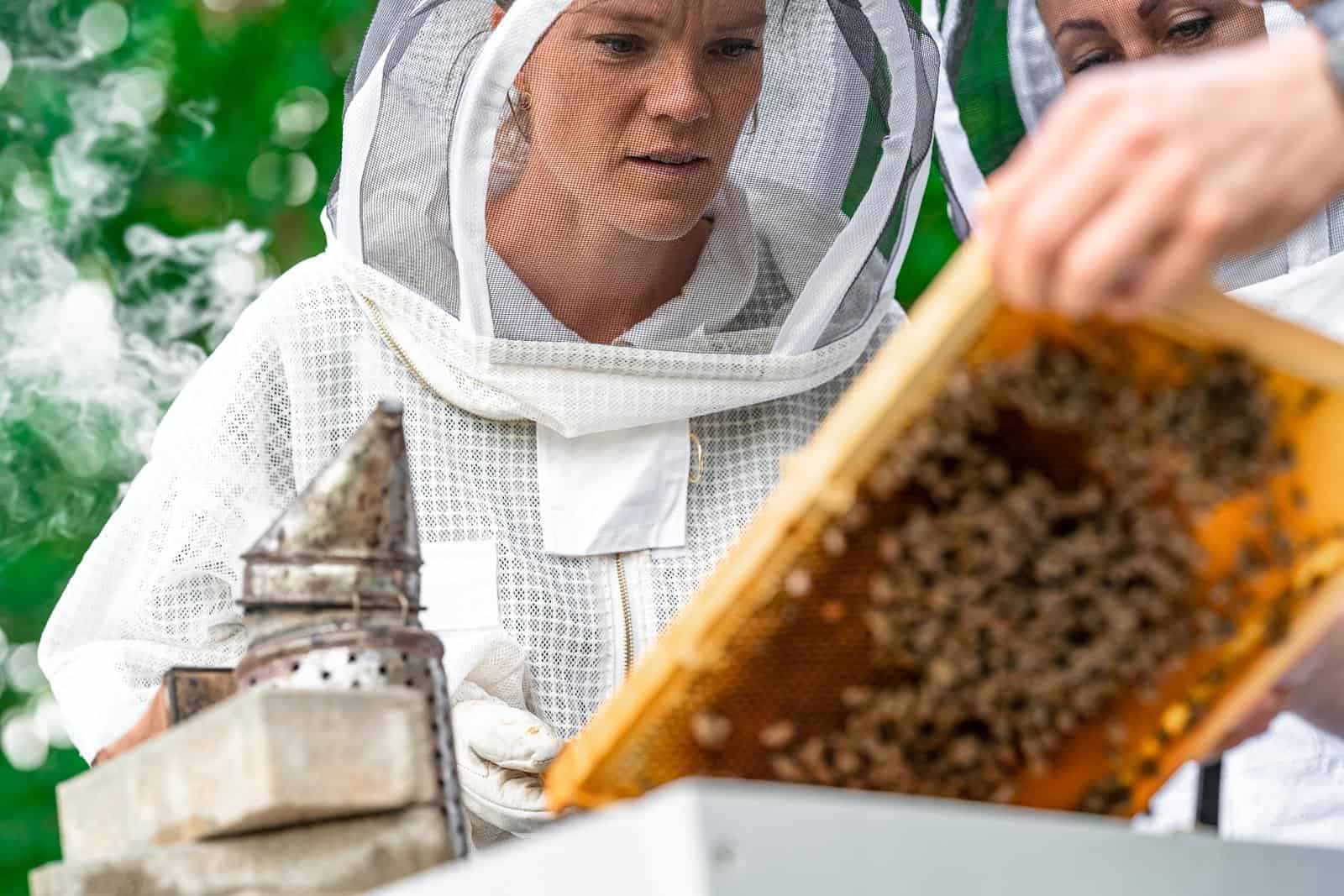 beekeepers inspect bees on a wax frame in a beekeeping.