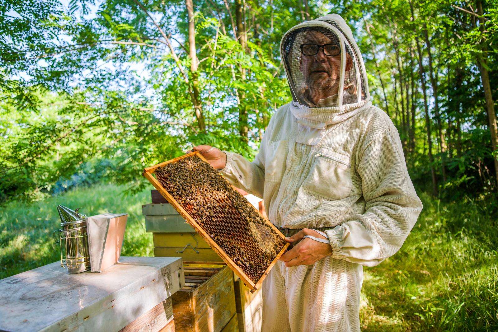 A man holding up a frame from a beehive. He is dressed in a beekeeping suit.