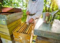 Is Beekeeping As A Hobby Time Intensive?