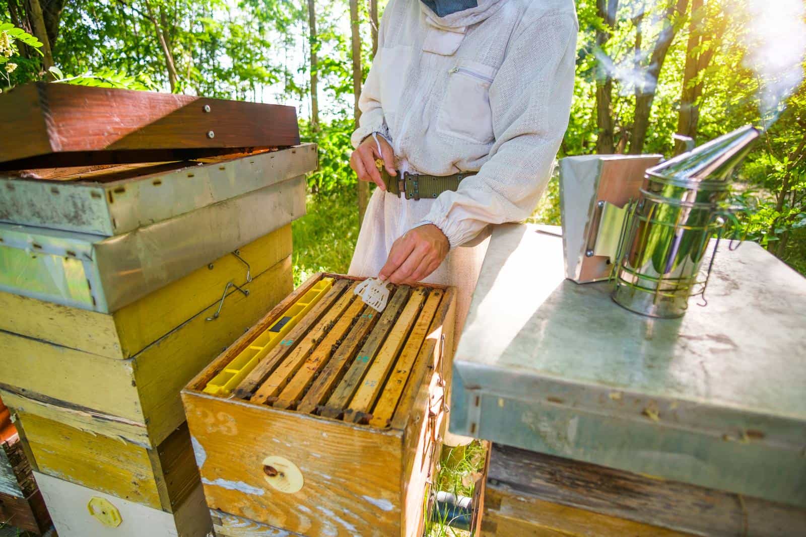 A shot of a man from above tending to his beehive with a smoker placed to the side.